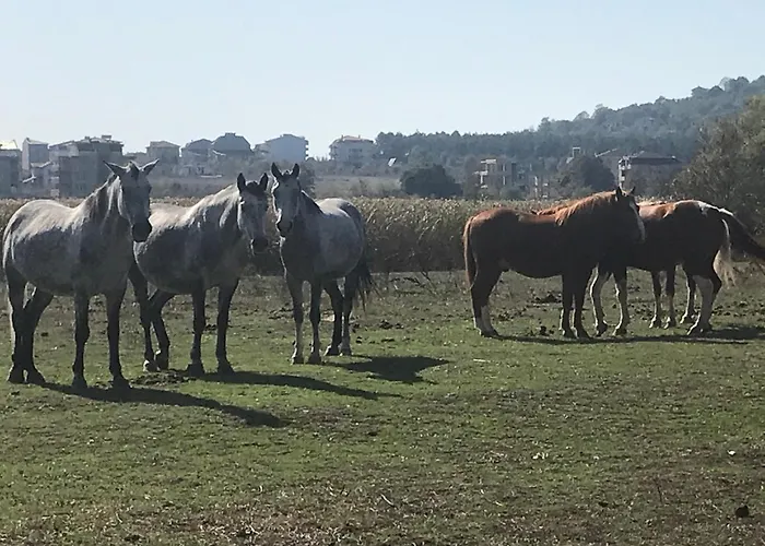 Stamopolu Lux с изглед към морето Hotel Primorsko